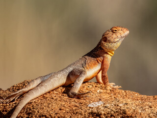 Slater's Ring-tailed Dragon (Ctenophorus slateri) in Central Australia