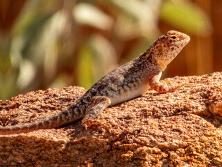 Slater's Ring-tailed Dragon (Ctenophorus slateri) in Central Australia