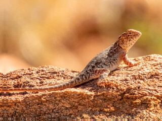 Slater's Ring-tailed Dragon (Ctenophorus slateri) in Central Australia