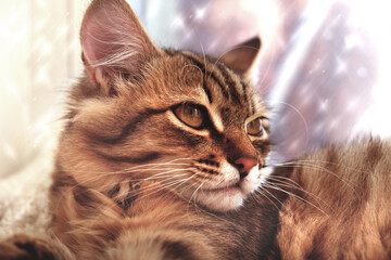 Portrait of a cute serious cat. Relaxing and looking through frozen snowy window glass, winter holidays. Norwegian forest cat