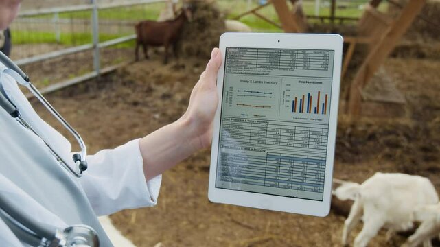 Medium close-up of hand of anonymous female veterinary physician in white coat standing at goat farm during inspection, holding digital tablet with livestock statistics data on slide