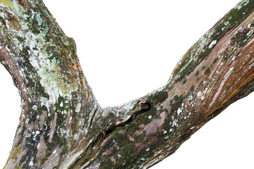 tree trunk with moss isolated on white