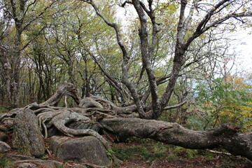 Obraz premium tree in the forest