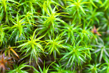 画像中央部に焦点を定めて、緑色の杉苔を撮影した写真