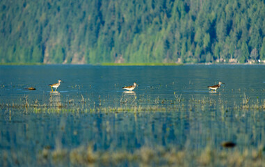 Shorebirds Wading in the Lake with Lush Forest Background And Reflection