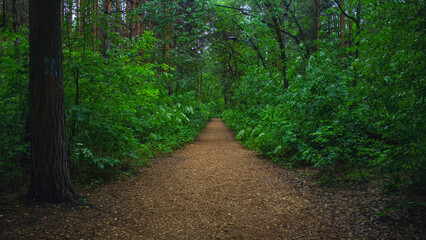 Hiking trail in the Siberian forest