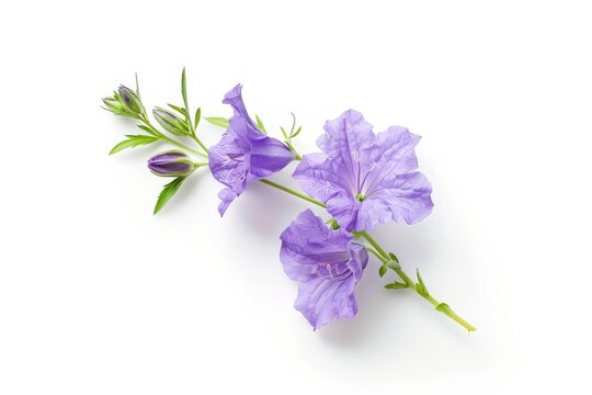 Fototapeta purple flower white background