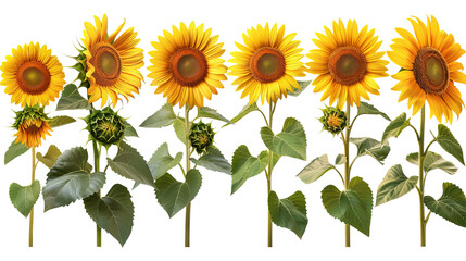 A collection of sunflower types ranging from dwarf to giant, isolated on a transparent png  background.