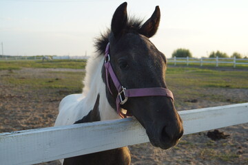 portrait of a horse