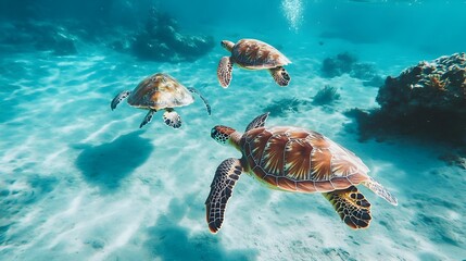 Obraz premium Graceful Sea Turtles Gliding Through the Tranquil Ocean Depths