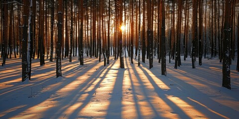 Forest illuminated by the winter sun with parallel tree trunks creating matching shadows on the ground Interplay of light and shadow patterns