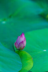 The Lotus in the Summer Lotus Pond