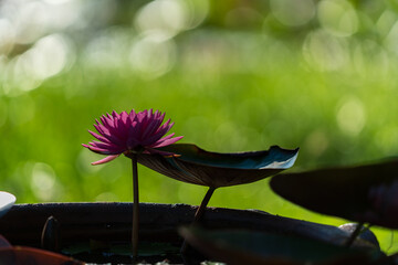 The Lotus in the Summer Lotus Pond