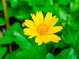 yellow flower in the morning