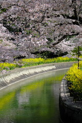 桜と菜の花と琵琶湖疎水