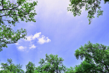 Obraz premium Green forest, where sunlight filters through the canopy