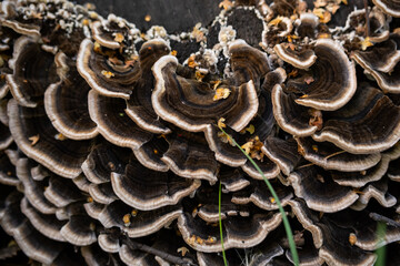 Close up of layered brown fungi on tree trunk in nature.