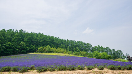 富良野の山の斜面に広がる紫色のラベンダー畑の花