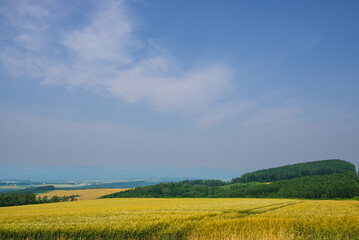 Obraz premium 黄金色に色づいた広大なムギ畑