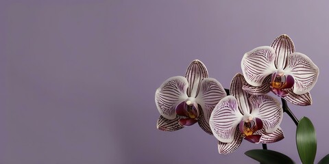 an aesthetic purple background