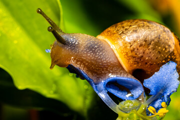 Snail Macro