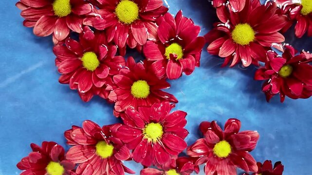 Dark red chrysanths in water on a dodger blue background. Motion of scarlet chrysanthemums in water. Tiny red chrysanthes with drops of water fall on them. Concept of romance, wedding, Valentine's Day