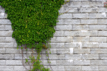 An abstract image of hanging ivy on an old faded grey brick retaining wall. 