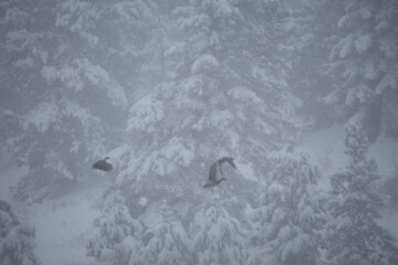 ducks on a foggy snowy day