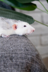 little cute rat on gray couch