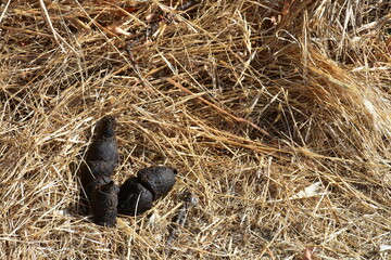 An image of a discussing pile of dog poop left behind by an irresponsible pet owner. 