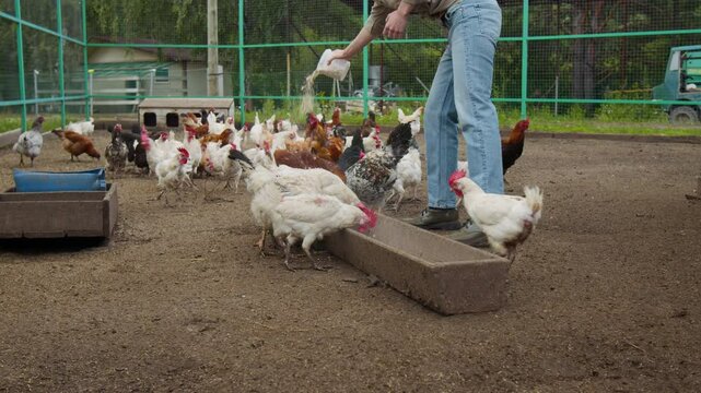Full shot of young female farmer wearing jeans pouring chicken feed into troughs, and hungry birds running in to eat, while doing routine chores at family farm