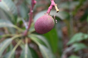 石垣島のマンゴー