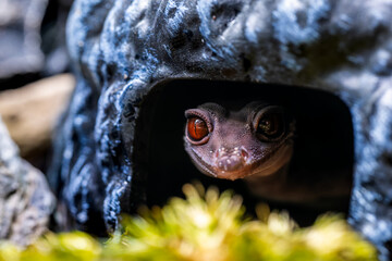 ハイナントカゲモドキ