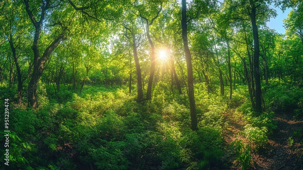 Poster a panoramic view of a forest with dense, green foliage and sunlight filtering through the trees, cre