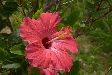 ハイビスカス