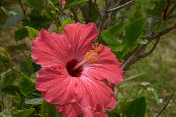 ハイビスカス