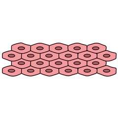 epithelium illustration