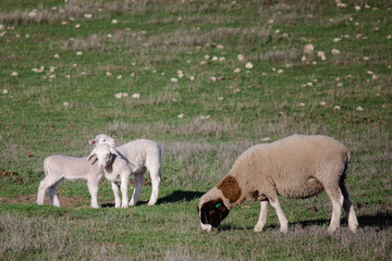 sheep and lambs