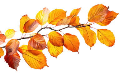 Fototapeta premium PNG Vibrant autumn leaves branch isolated