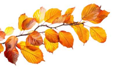 PNG Vibrant autumn leaves branch isolated