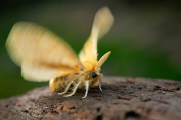Cute macro shot of furry tussock moth (family Lymantriinae), flapping its wing on wood, natural...