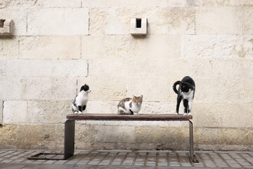 Three Adorable Cats Sitting Together on a Charming Bench Against a Vintage Stone Wall