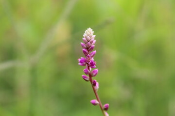 Persicaria orientalis, Kiss-me Over-the Garden Gate, False Amaranth or Prince's Feather