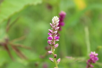 Persicaria orientalis, Kiss-me Over-the Garden Gate, False Amaranth or Prince's Feather