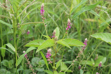 Persicaria orientalis, Kiss-me Over-the Garden Gate, False Amaranth or Prince's Feather