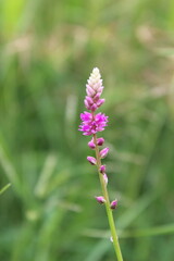 Persicaria orientalis, Kiss-me Over-the Garden Gate, False Amaranth or Prince's Feather