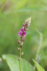 Persicaria orientalis, Kiss-me Over-the Garden Gate, False Amaranth or Prince's Feather