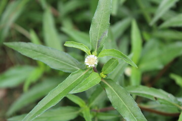Eclipta Prostrata or False Daisy