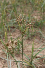 Cyperus esculentus, chufa sedge, nut grass or yellow nutsedge