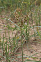 Cyperus esculentus, chufa sedge, nut grass or yellow nutsedge